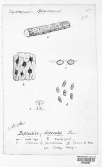 Diplodia ilicicola image